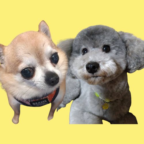 室内犬の写真です。