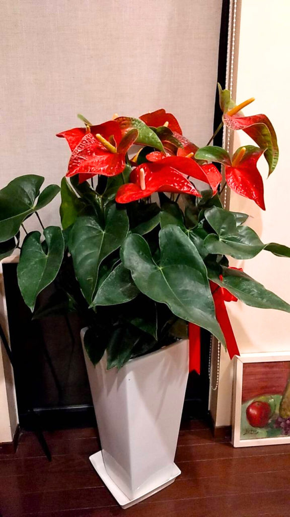 観葉植物の写真です。